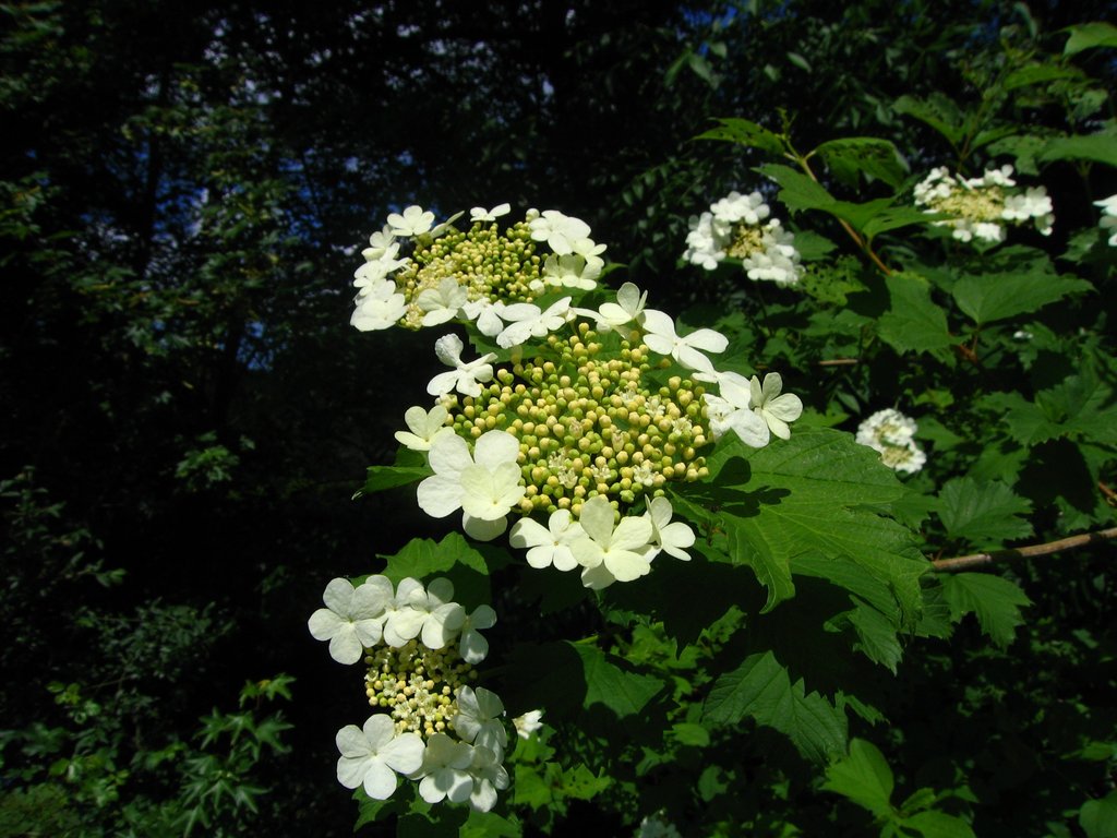 Viburnum opulus